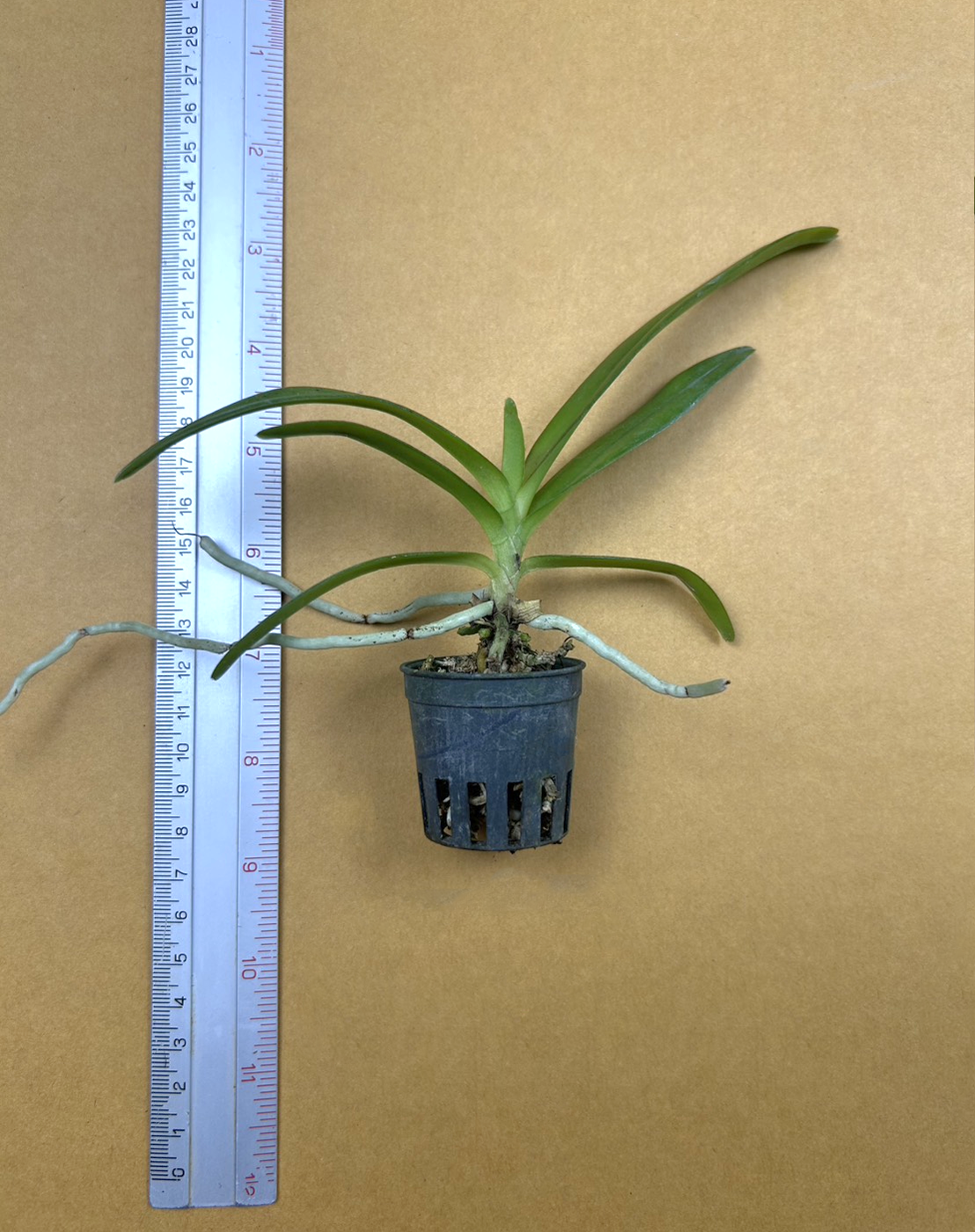 Vanda Kalyana x Acampe thailandica.png
