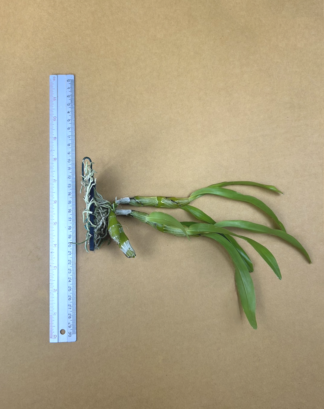 Den.+albosaanguineum.png