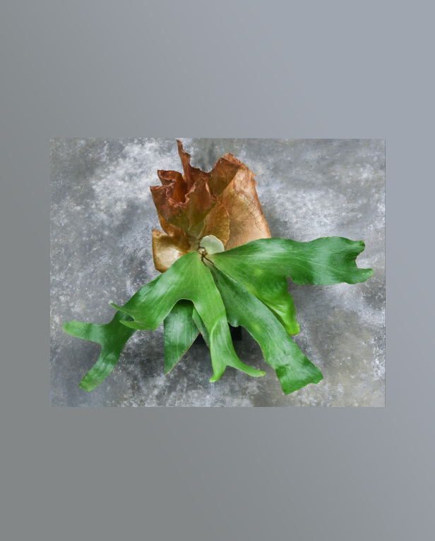 Platycerium andinum x quadridichotomum-67.png
