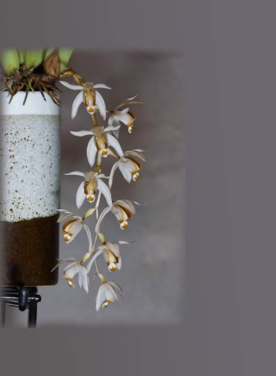 Coelogyne swaniana