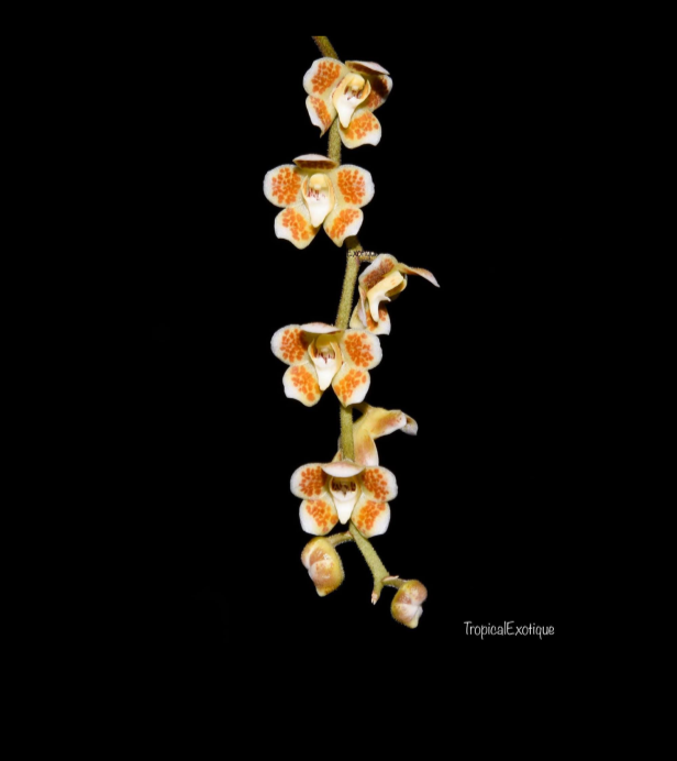 Chiloschista-extinctoriformis-67.png