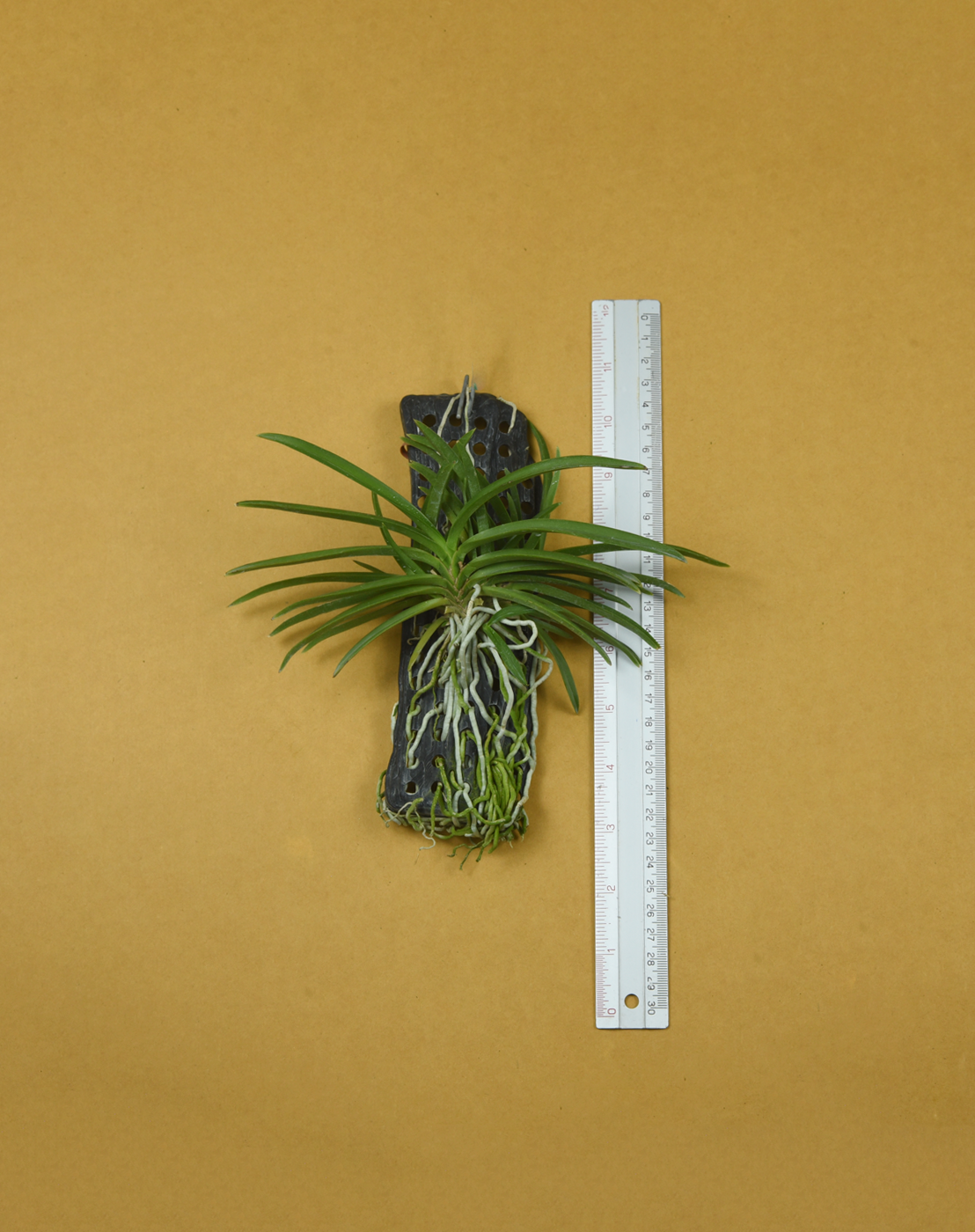 Vanda falcata "Koto"