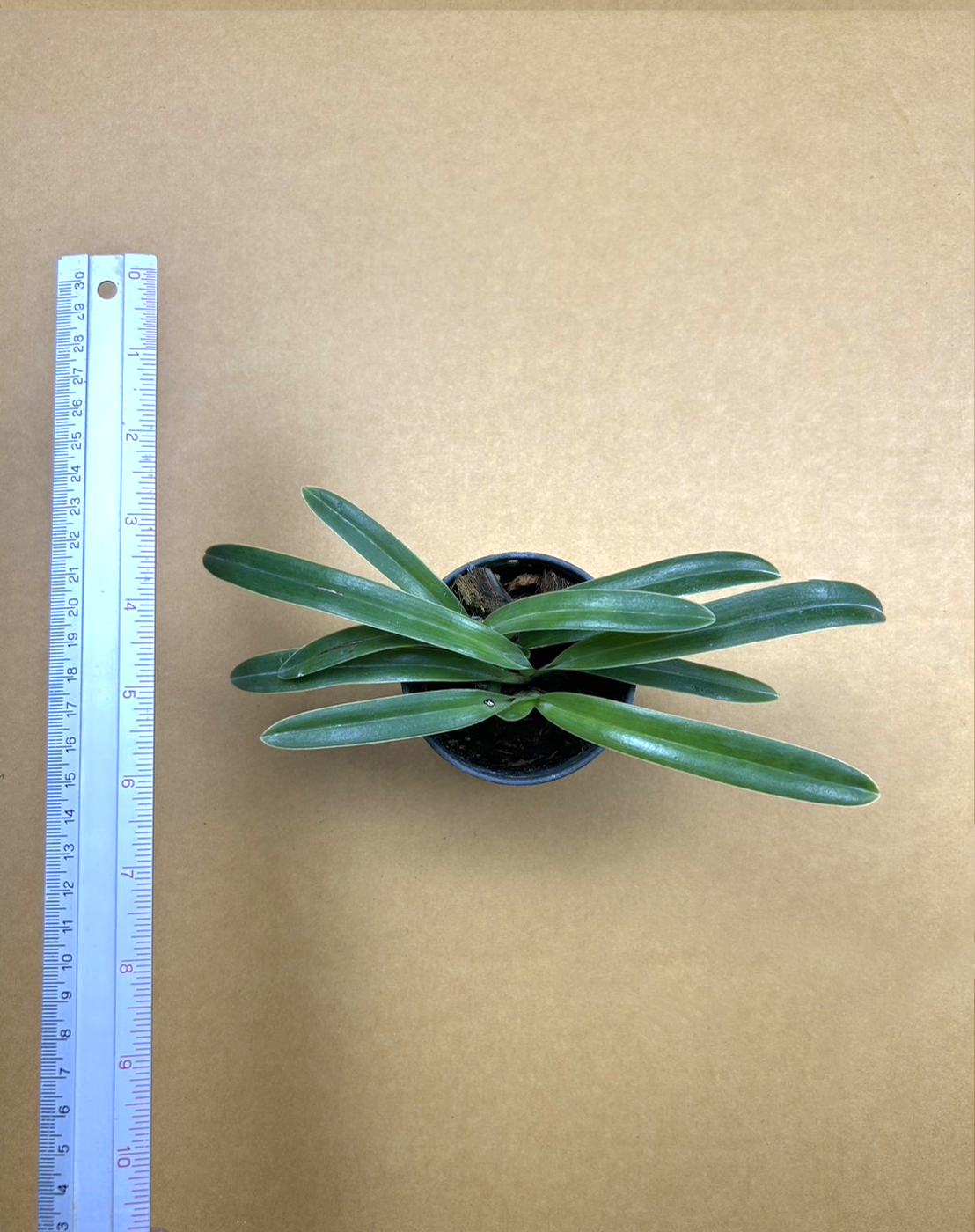 Paph. henryanum.png