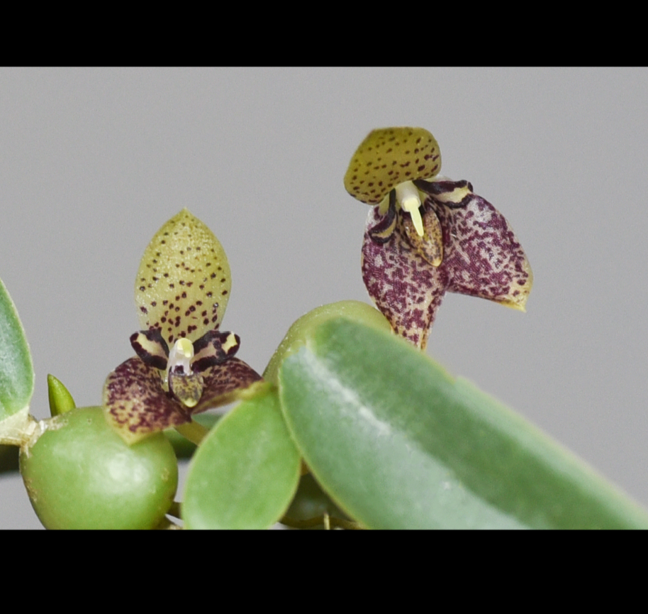 Bulbophyllum+cambodianum.png