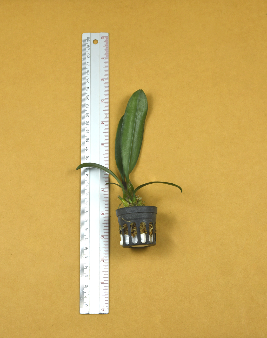 25+Bulb.+annandalei++forma+alba.png