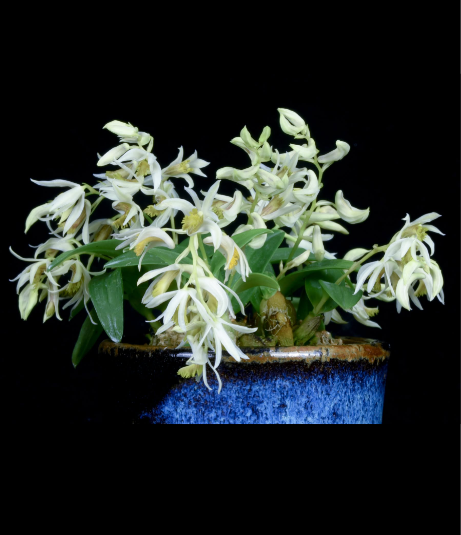 Dendrobium garrettii.png
