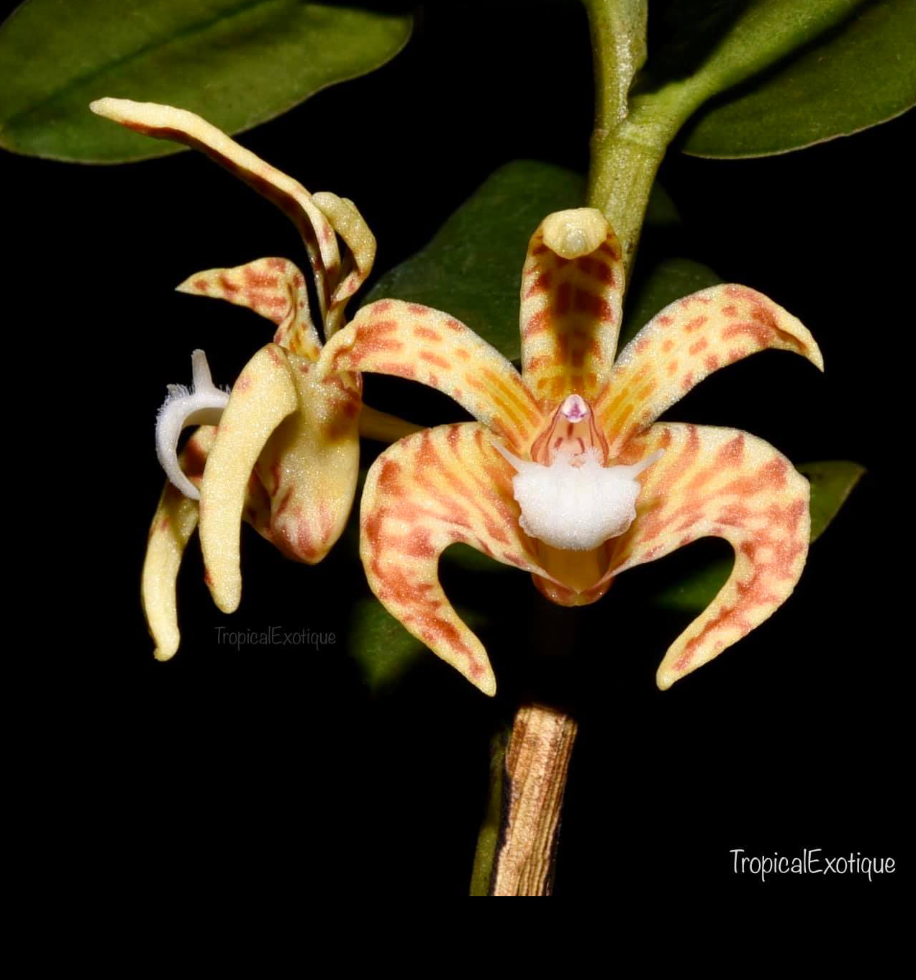 Dendrobium insigne.png