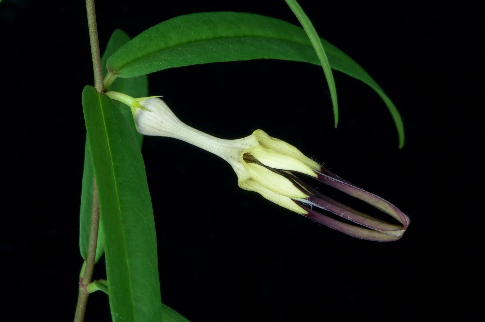 Ceropegia sootepensis