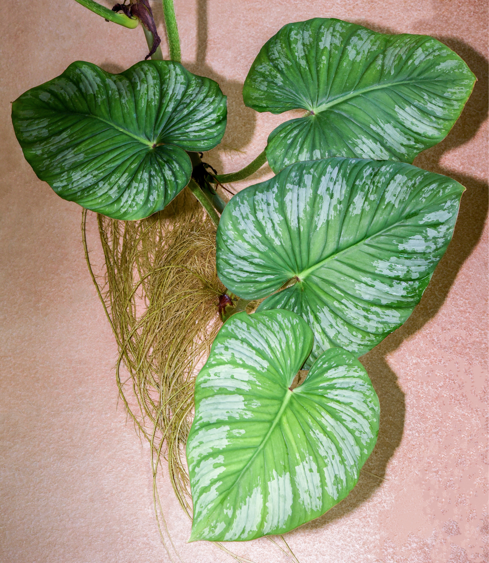 caladium plant pink Caladium Carolyn Whorton main image 1