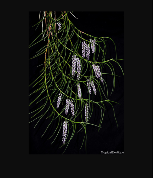 Schoenorchis-juncifolia-67.png