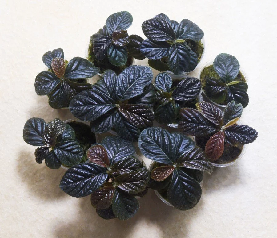 Labisia-sp.-Copper-Corrugated.jpg