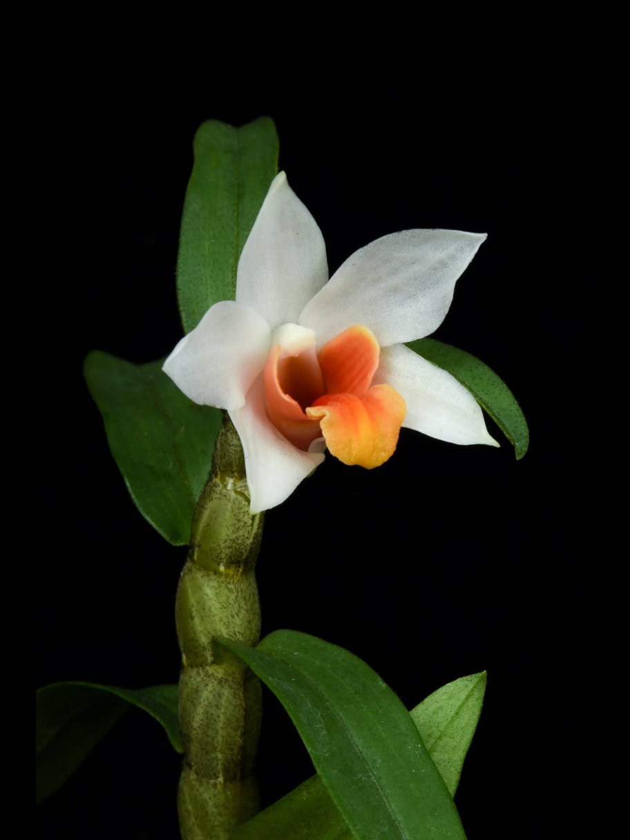 Dendrobium daklakense x Dendrobium bellatulum Orange lip.png