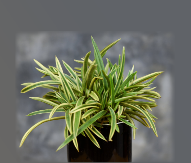 Vanda falcata "Variegataed"