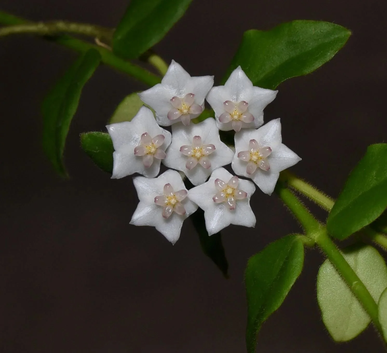 Hoya-chinghungensis.jpg