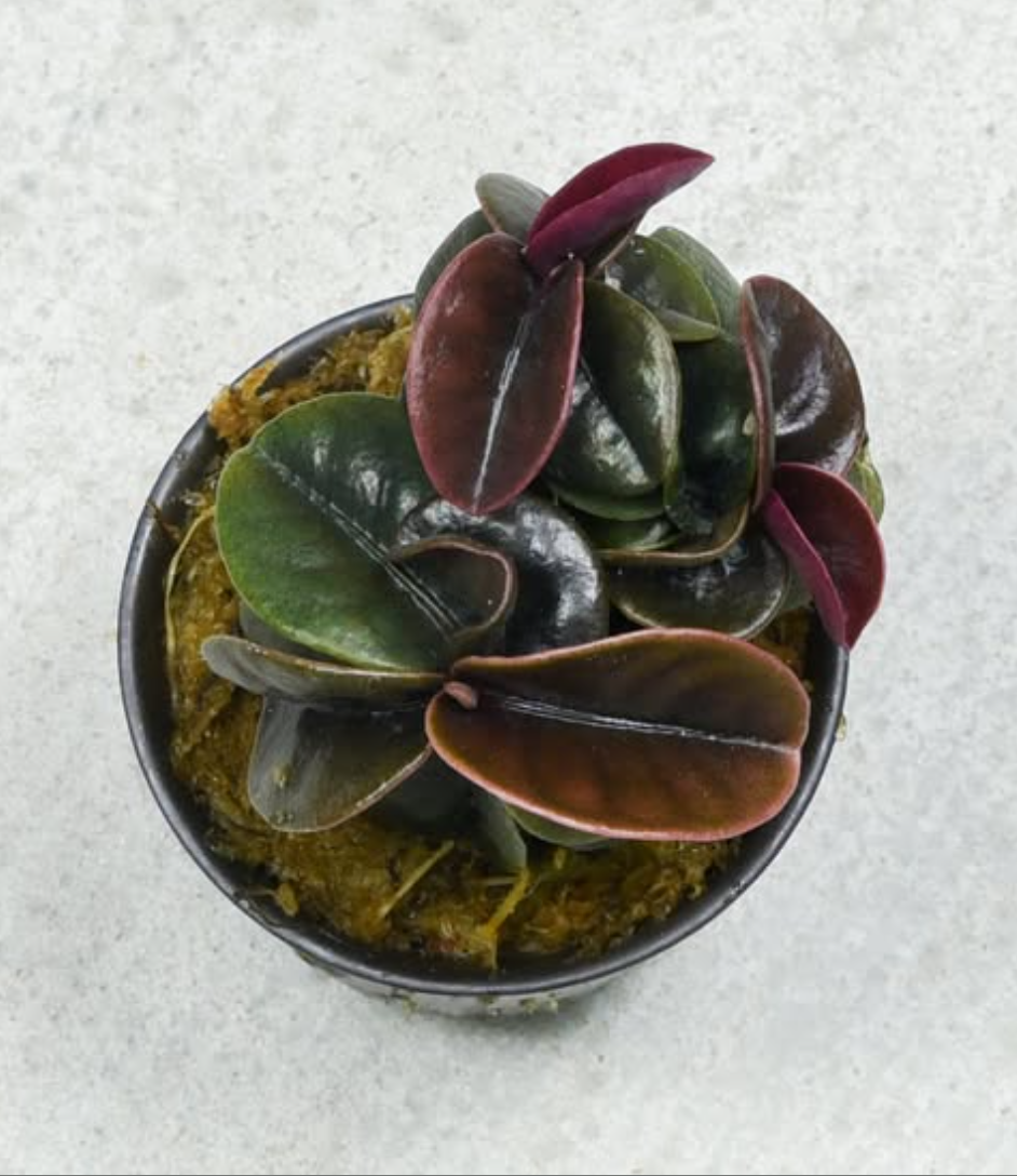 Labisia sp. Matcha Red Bean.png