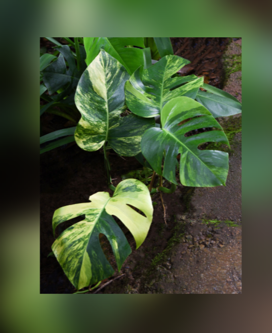 Monstera borsigiana "Aurea Variegata"