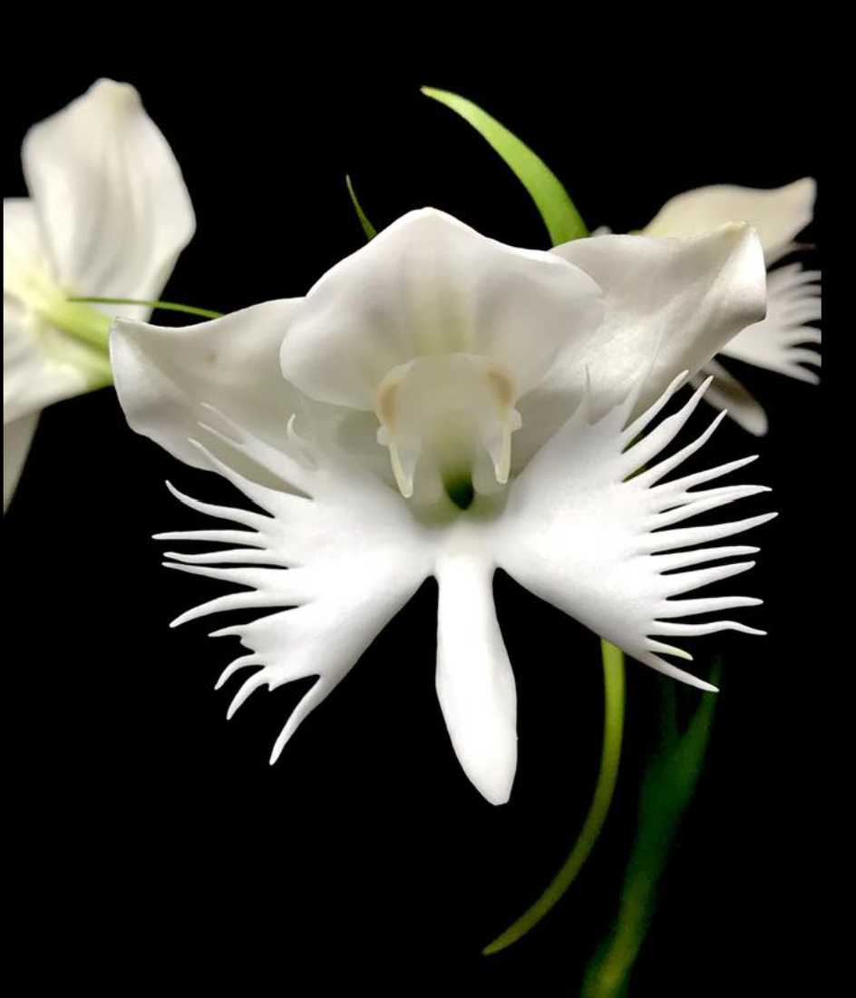 Pecteilis susannae.png