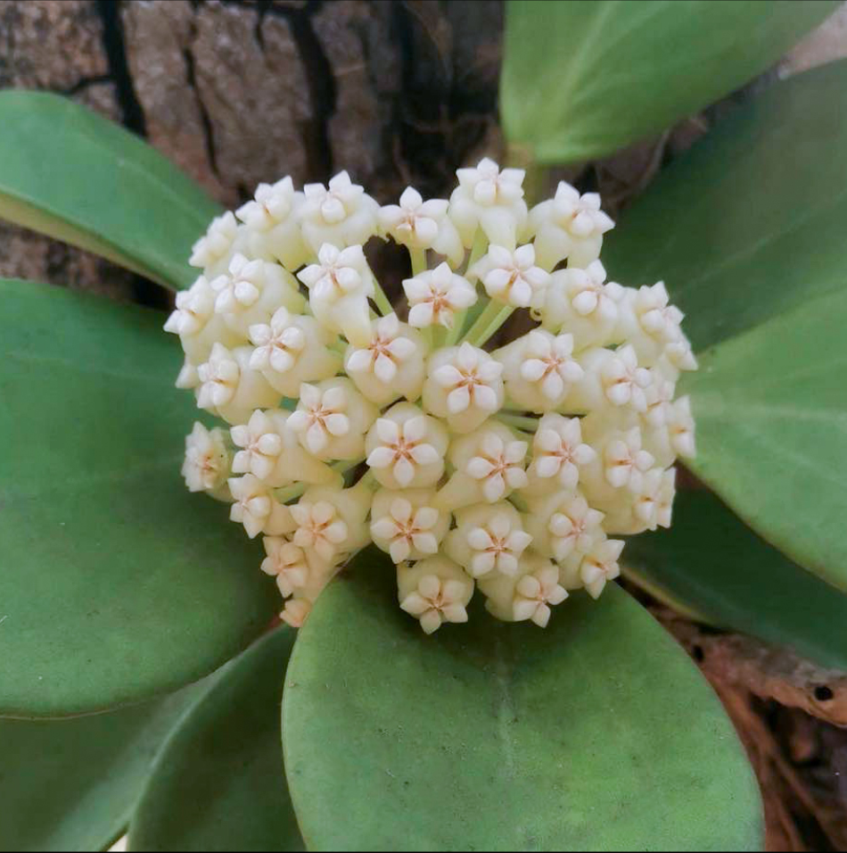 Hoya pachyclada White seeding.png