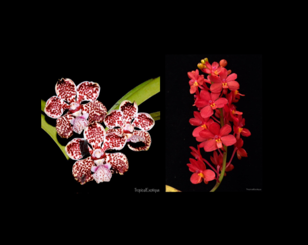 Vanda+lombokensis+x+Vanda+curvifolia-67.png