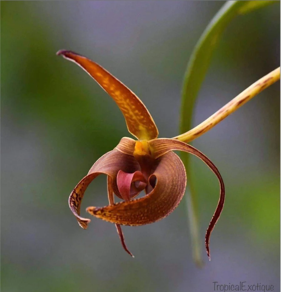 Bulbophyllum-lobbii-Dark.jpg