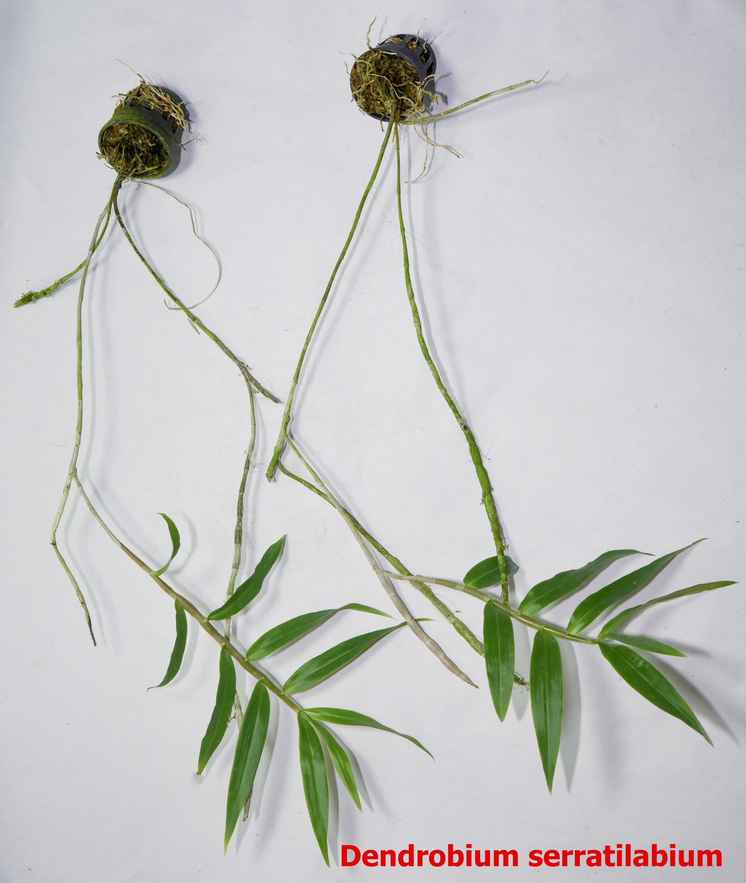 Dendrobium serratilabium.jpg