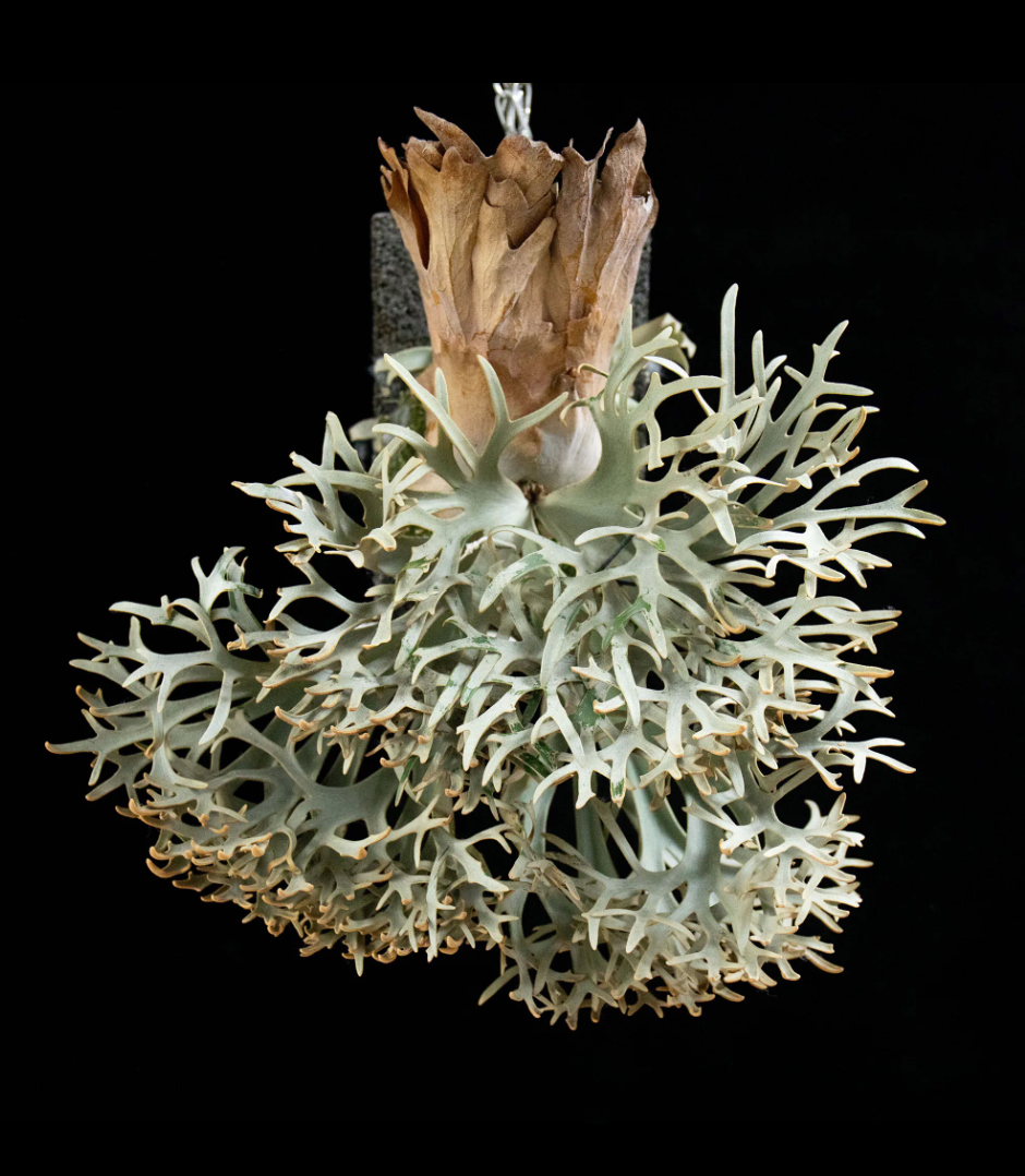 Platycerium willinckii 'OMG'.png