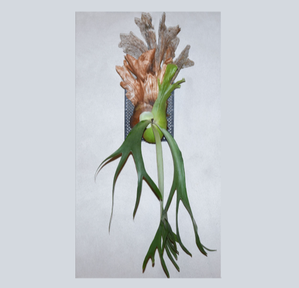Platycerium%2Bwillinckii-67.png