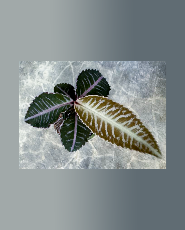 Labisia sp. "Perlis"