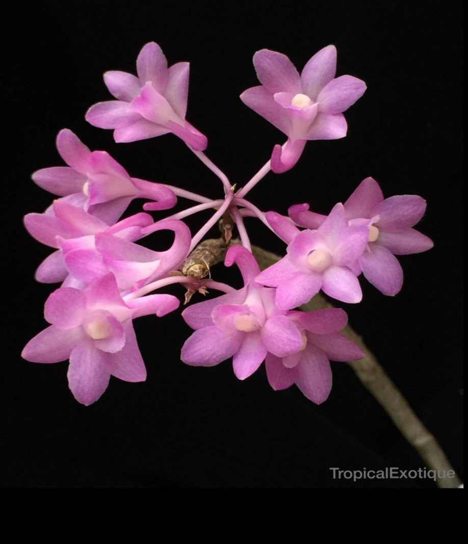 Dendrobium intricatum