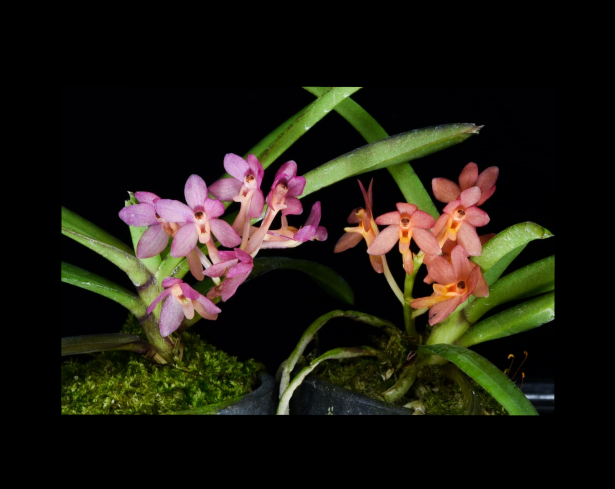 Vanda+miniata+x+Vanda+nana-67.png