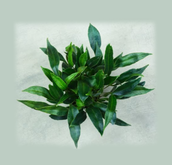 Microsorum-siamense-67.png