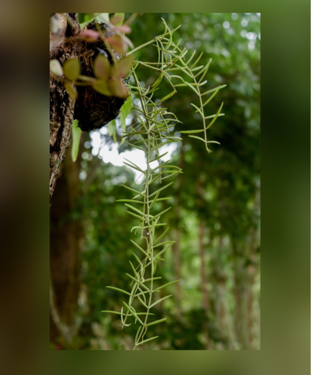 Dischidia-sp.-%28NOID-from-Sulawesi%29-67.png