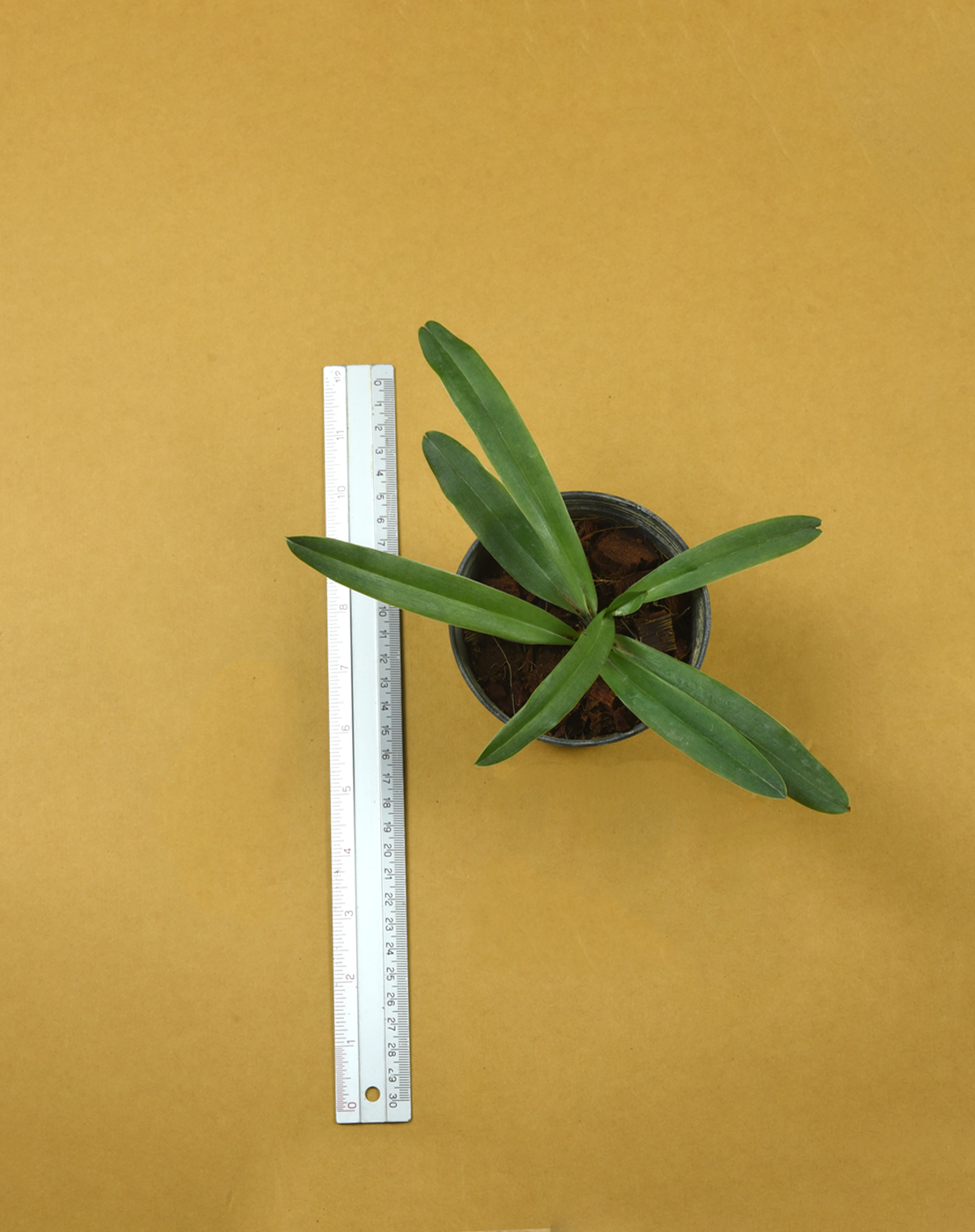 Paph. charlesworthii.png