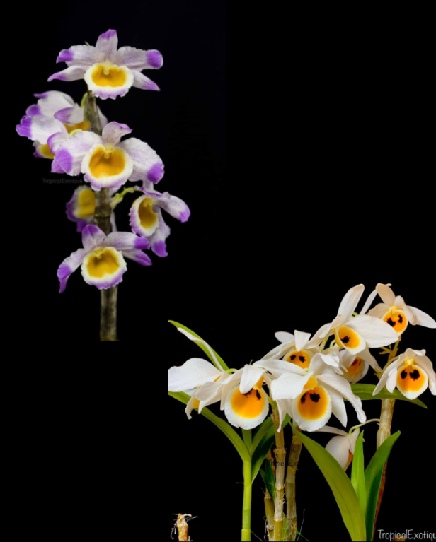 Dendrobium jinghuanum x Dendrobium bensoniae