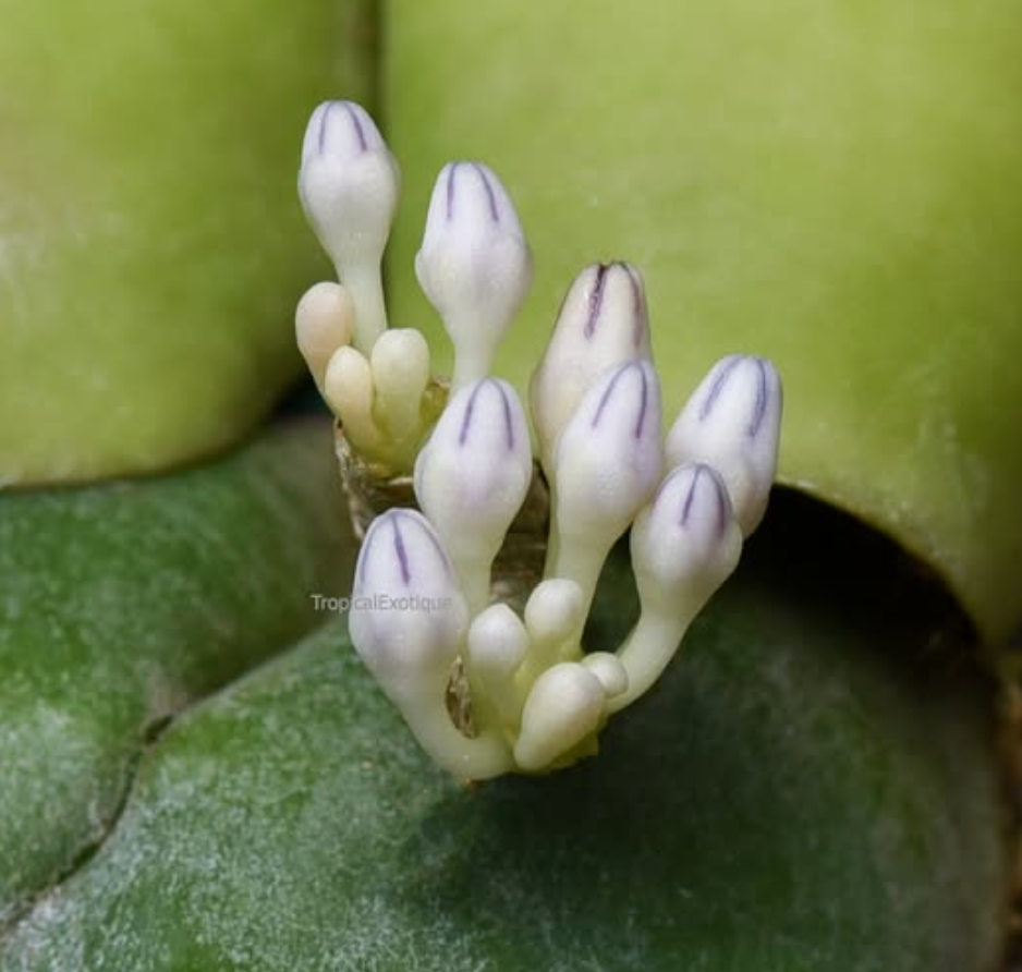 Dischidia+cleistantha.png