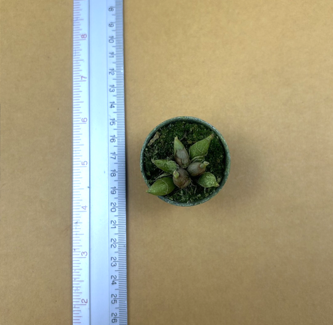 5+Den.+cuspidatum.png