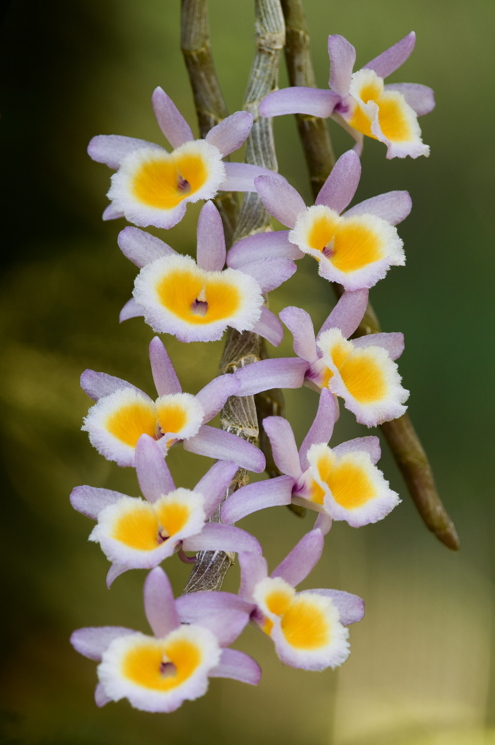 Dendrobium polyanthum (Laos form, pink with yellow lip