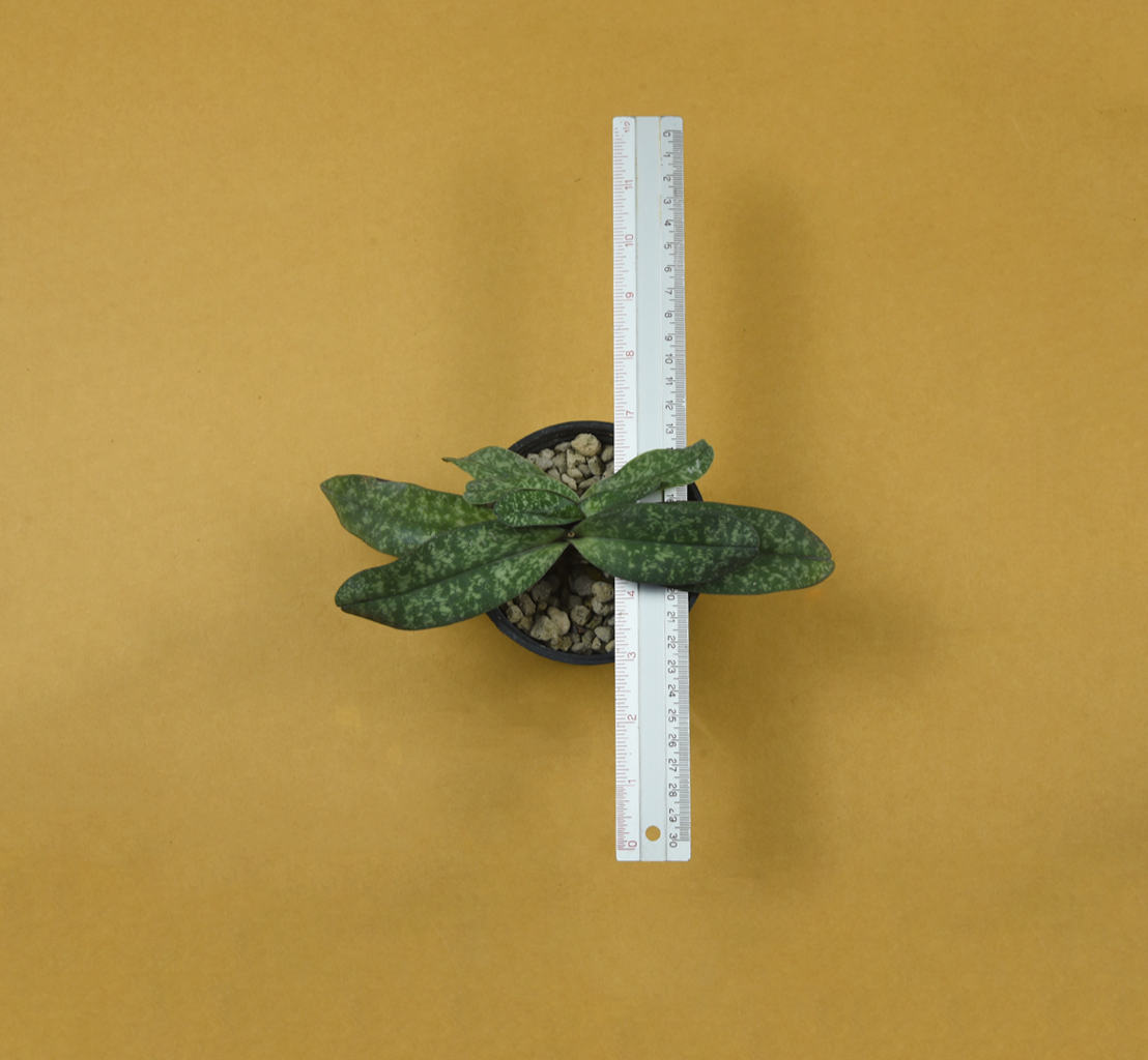 Paph.+niveum.png