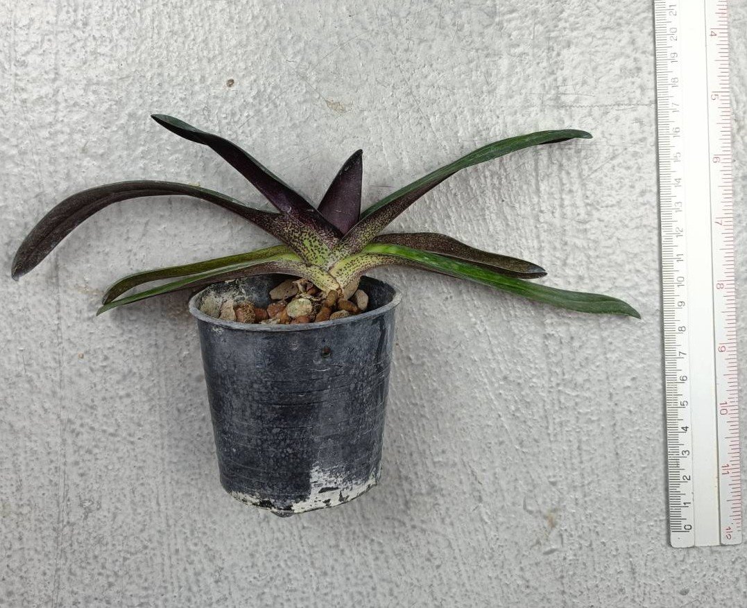 12 Paph. villosum.jpg