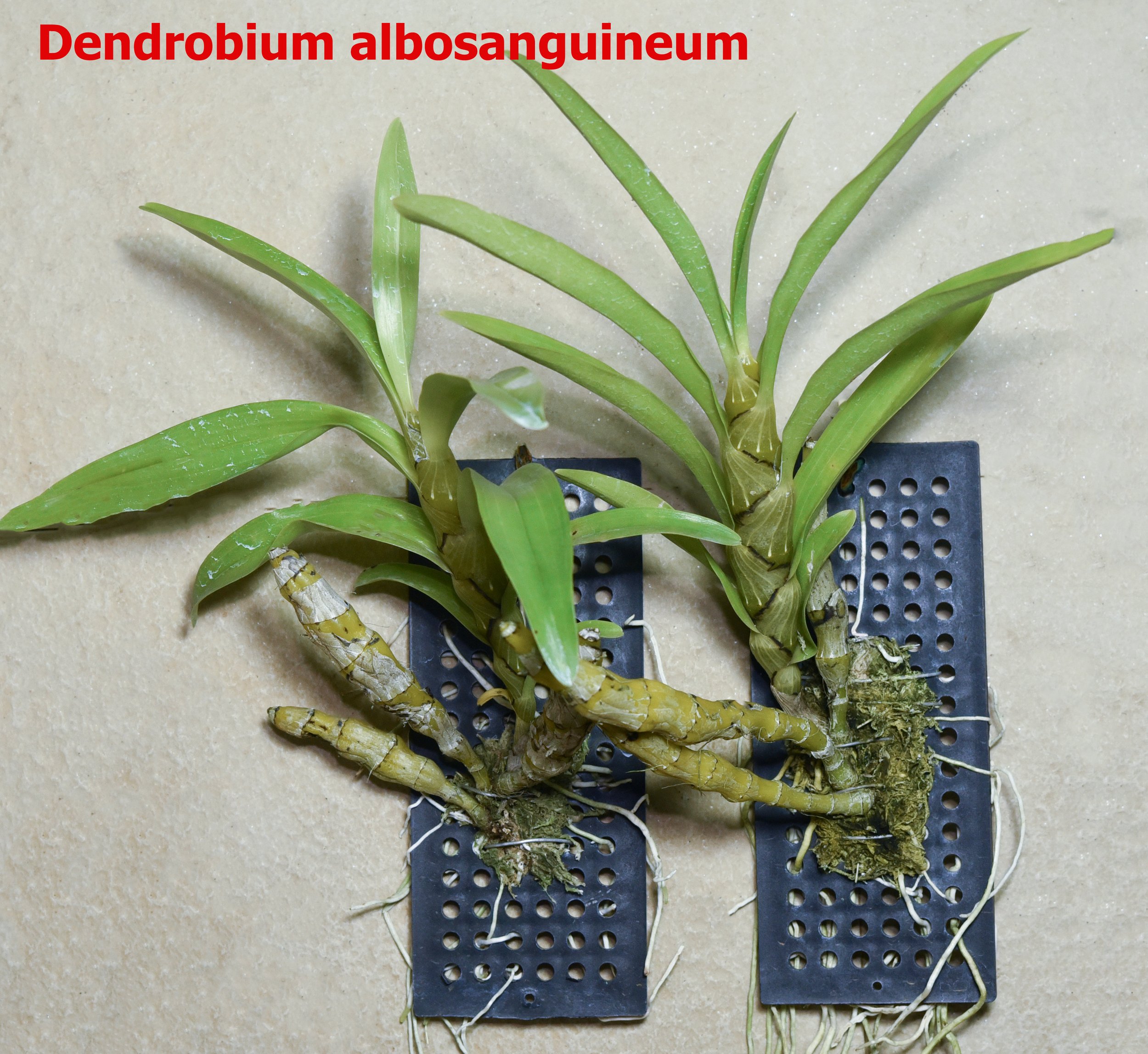 Dendrobium albosanguineum2.jpg