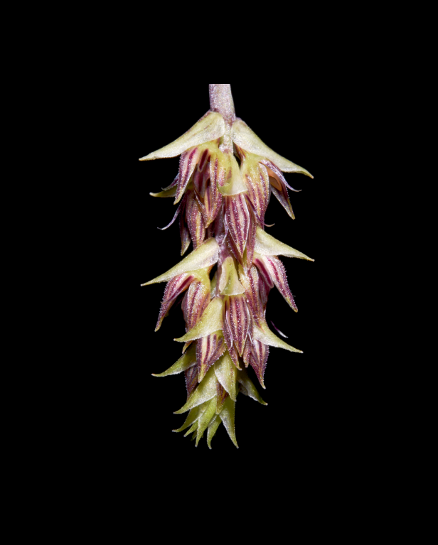 Bulbophyllum albibracteum