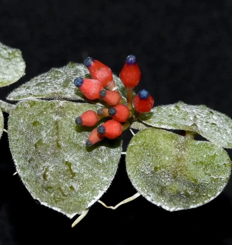 Dischidia+cochleata.jpg