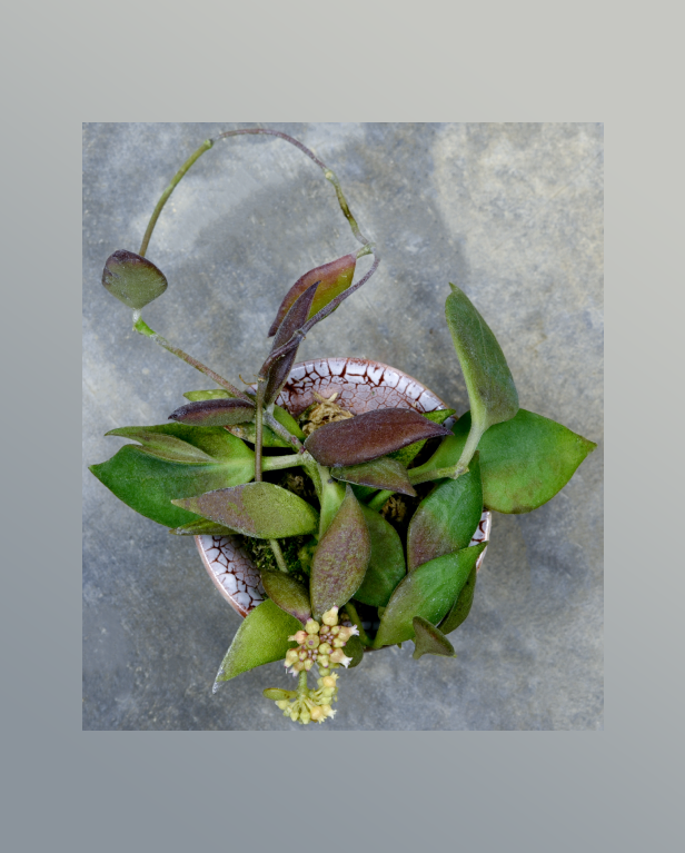 Dischidia calva