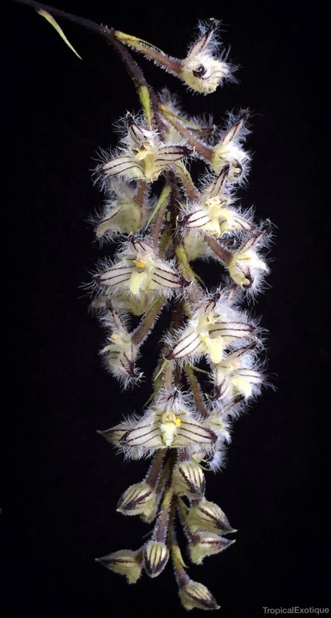 Bulbophyllum-lindleyanum-1.png