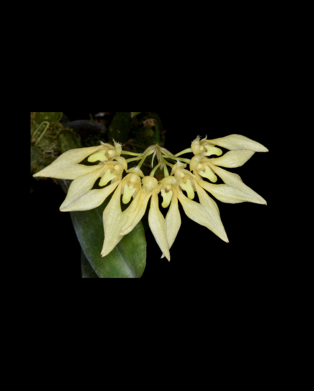 Bulbophyllum annandalei forma album