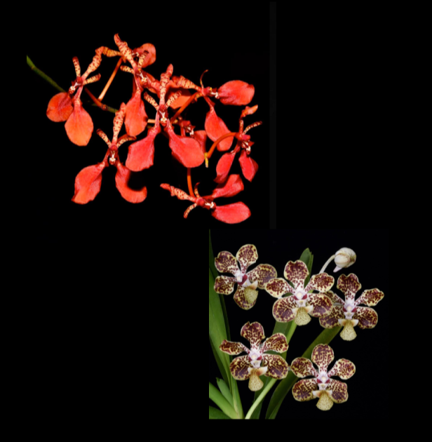 Renanthera imschootiana x Vanda lombokensis