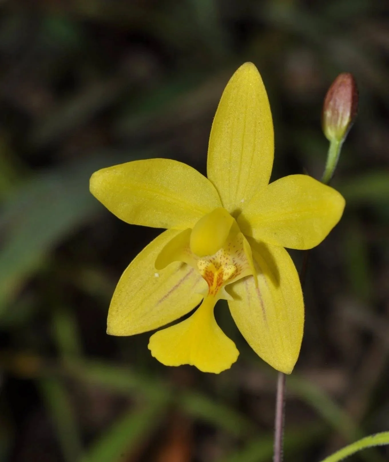 Spathoglottis affinis