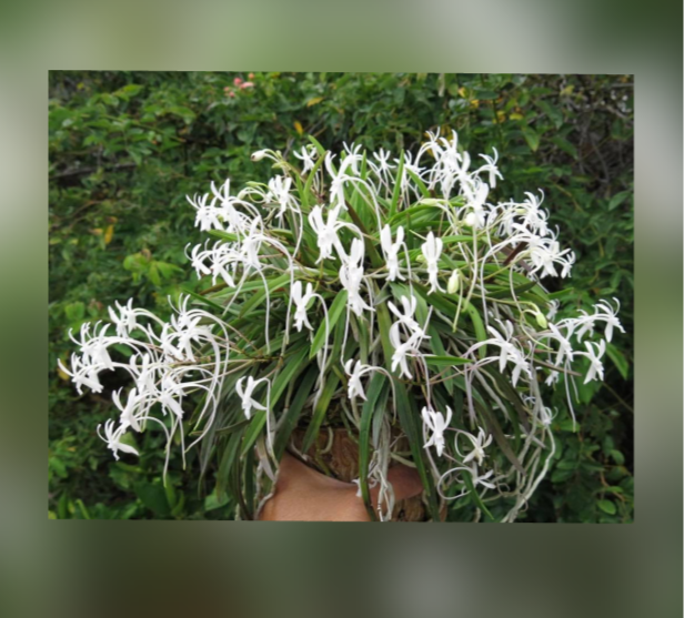 Vanda falcata