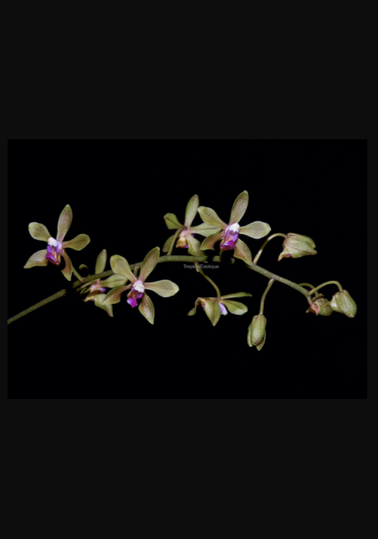 Phalaenopsis-honghenensis-67.png