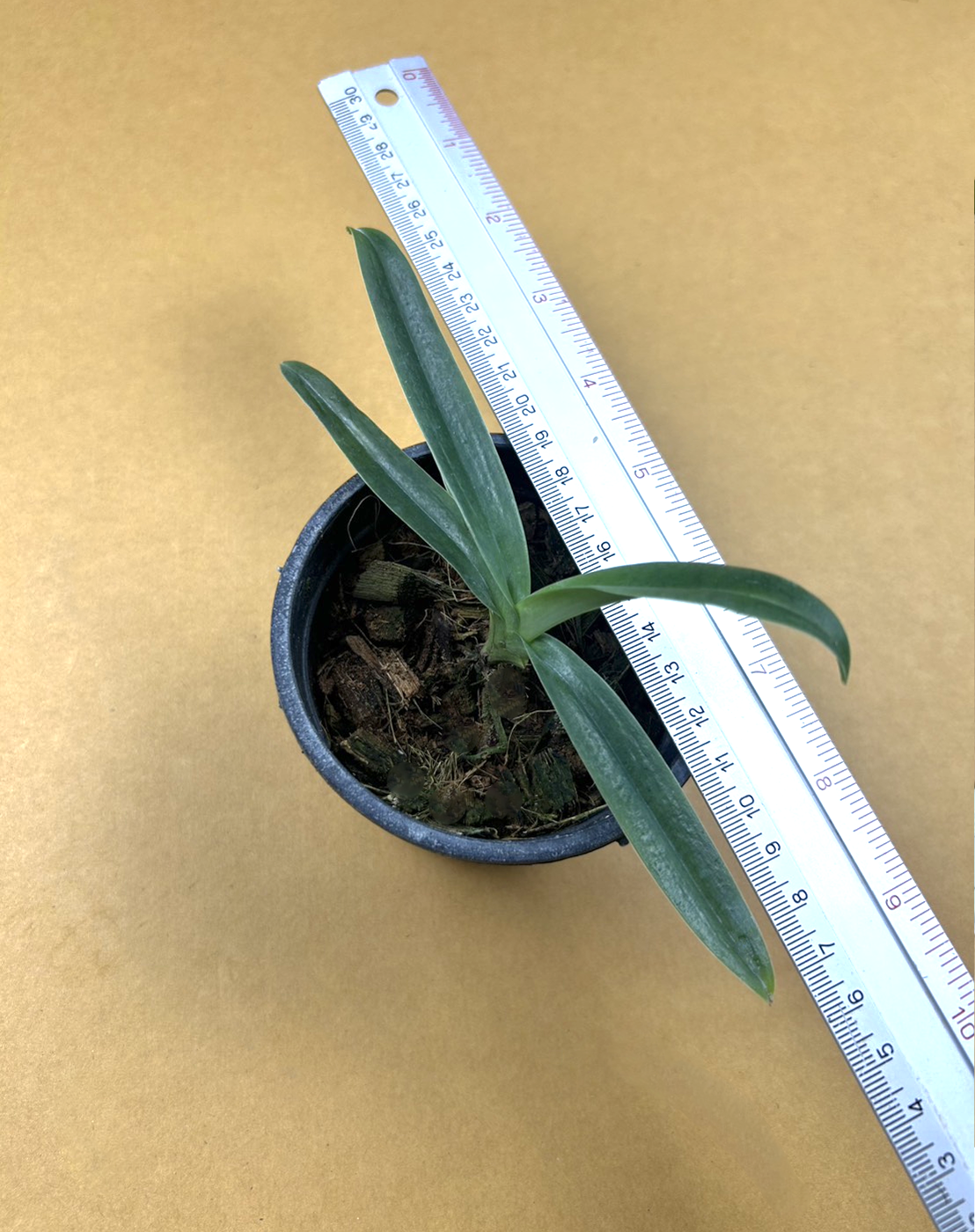 8 Paph. charlesworhii forma sandowiae.png